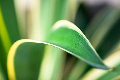 比mega快龙更夸张！ 粉丝不满《宝可梦 Z-A》mega宝石海星设计